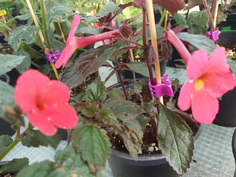  - achimenes 2018