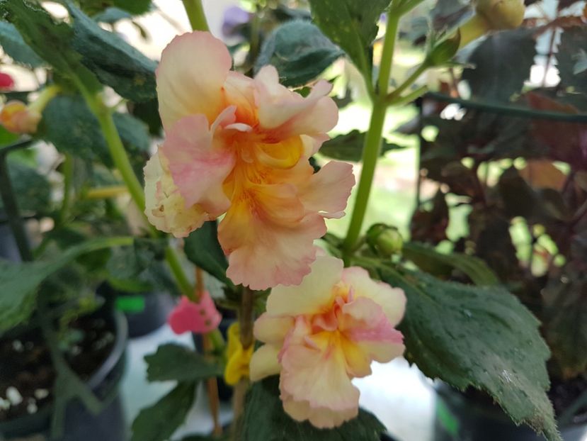 Gizelle - achimenes 2018