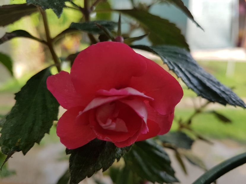  - achimenes 2018
