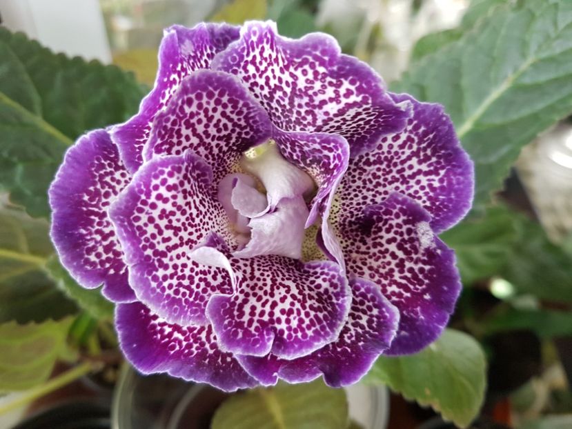 54-2 - gloxinia 2018