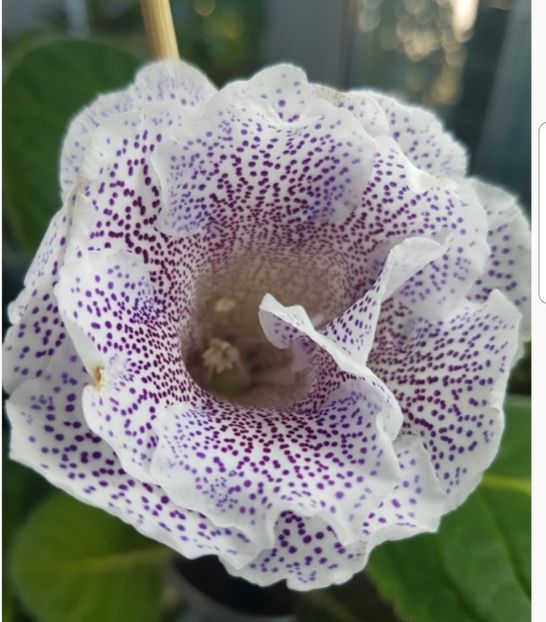 54-1 - gloxinia 2018