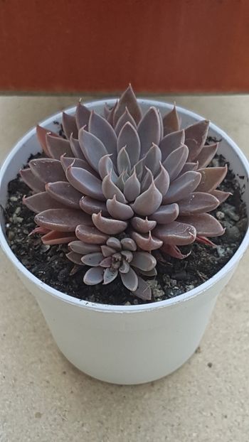 Graptopetalum Rusbyi-pierdut :( - Graptopetalum