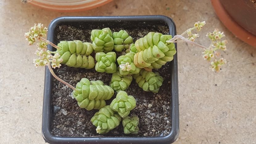 Crassula marchandii - Crassula