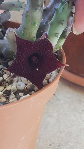 Huernia pendula-o noua floricica - Stapeliade 2018-2021-2022