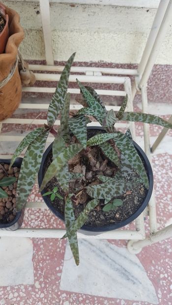 Ledebouria socialis - Cactusi si plante suculente 2017-2018-2019