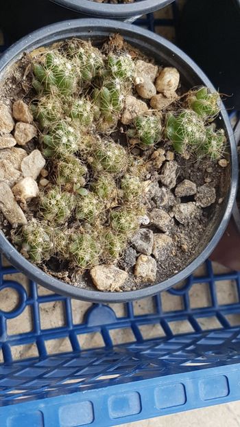 Mammillaria surculosa - Cactusi si plante suculente 2017-2018-2019