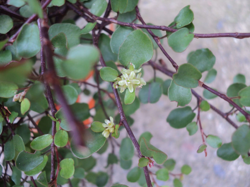 Muehlenbeckia - flori - FLORI DE CAMERĂ