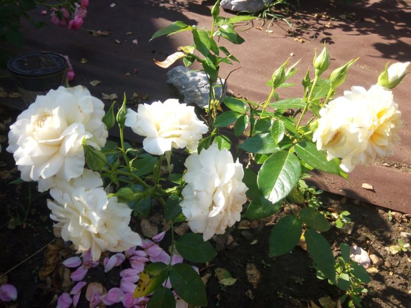 Iulie - Nadine Xella Ricci