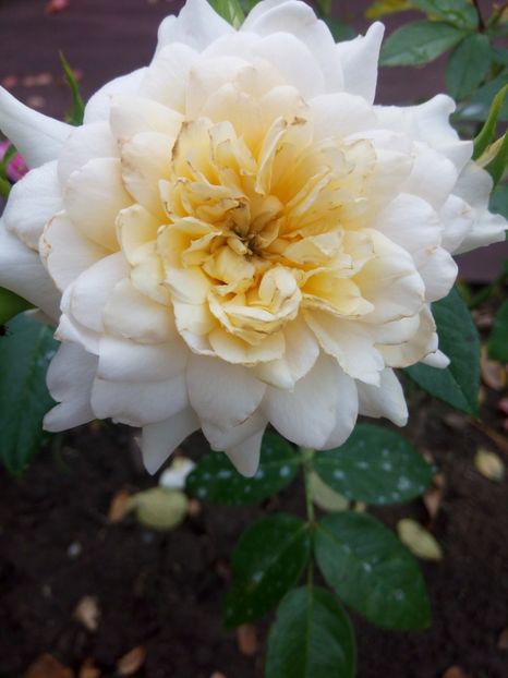  - Nadine Xella Ricci