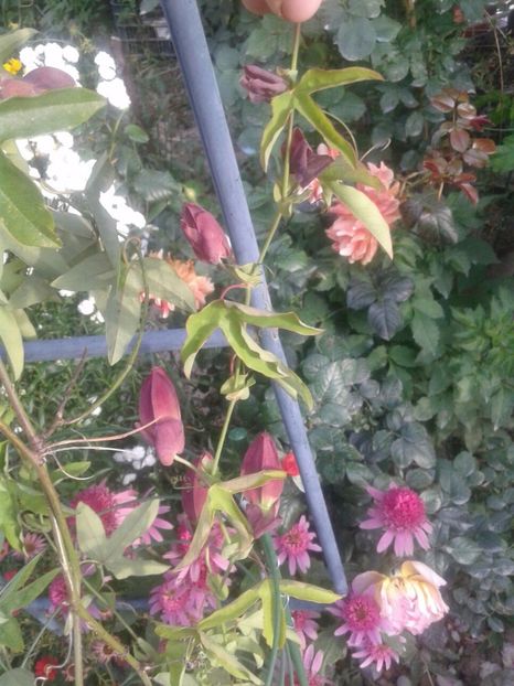 IMG-20180720-WA0008 - plante de interior