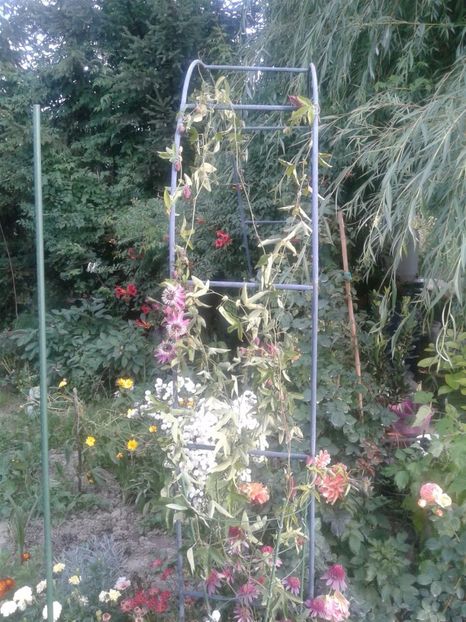 IMG-20180720-WA0006 - plante de interior