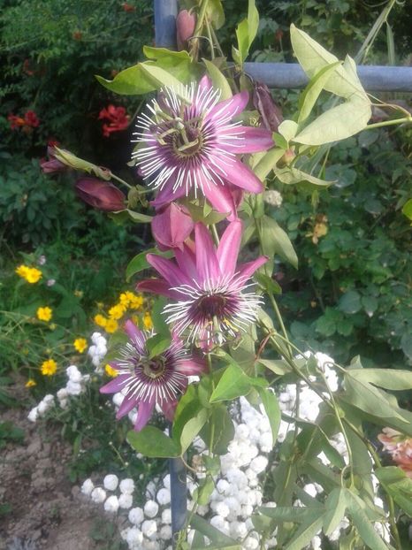 IMG-20180720-WA0005 - plante de interior