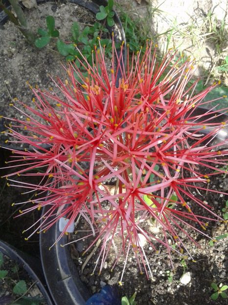 IMG-20180716-WA0018 - plante de interior