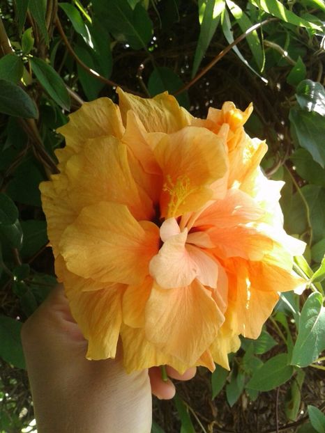 IMG-20180712-WA0005 - plante de interior