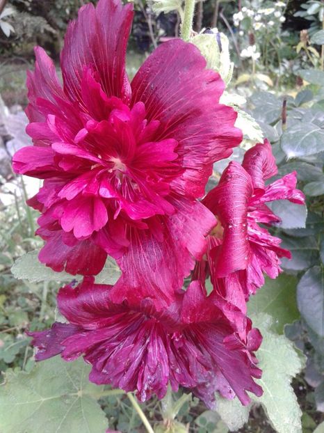 IMG-20180727-WA0016 - Plante perene cu flori