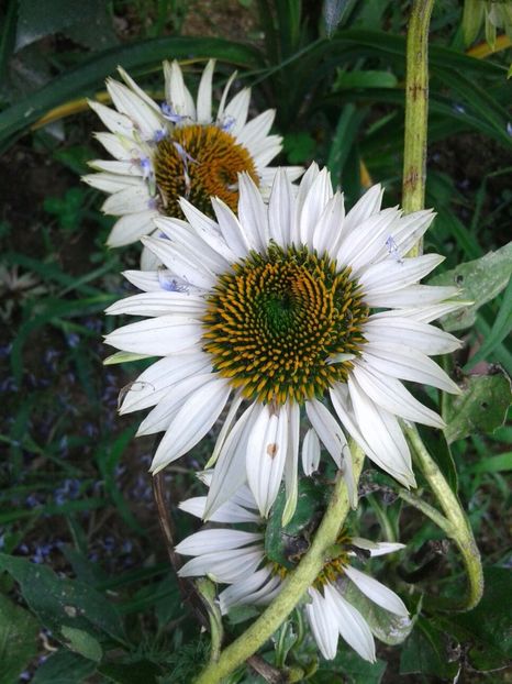 IMG-20180727-WA0011 - Plante perene cu flori