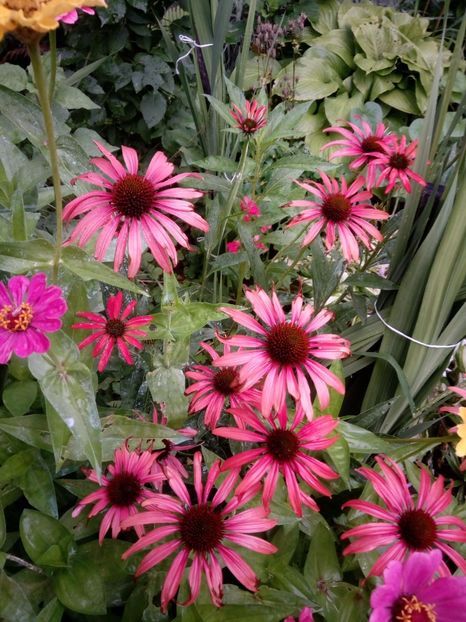 IMG-20180708-WA0003 - Plante perene cu flori