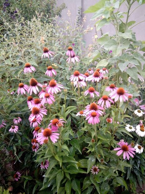 IMG-20180708-WA0002 - Plante perene cu flori