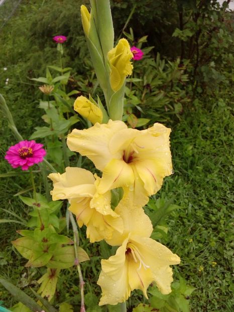  - AAAA_GLADIOLE 2015_2017_2018_2019