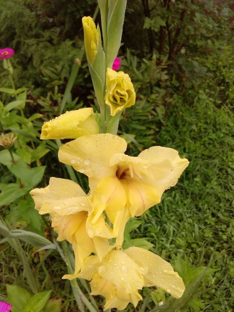  - AAAA_GLADIOLE 2015_2017_2018_2019