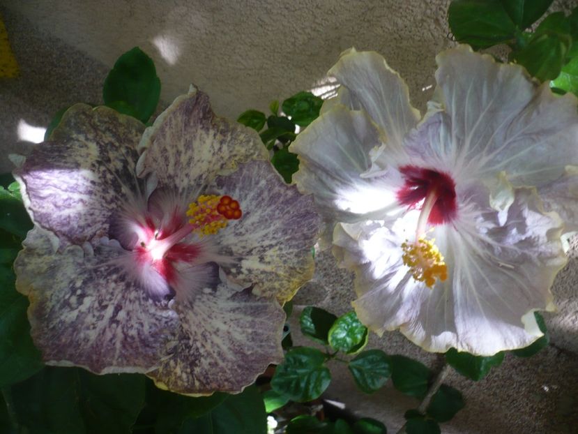 P1390026 - HIBISCUSI 2018-3