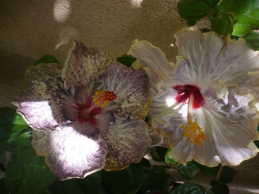 P1390027 - HIBISCUSI 2018-3