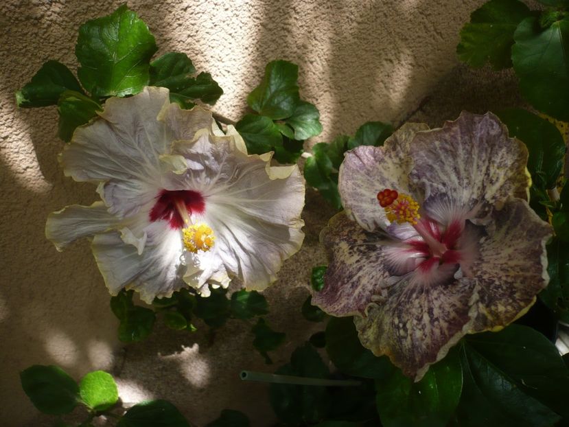 P1390028 - HIBISCUSI 2018-3