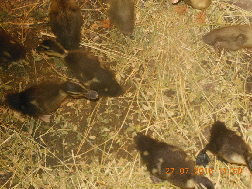  - Boboci rata alergatoare indiana 2018