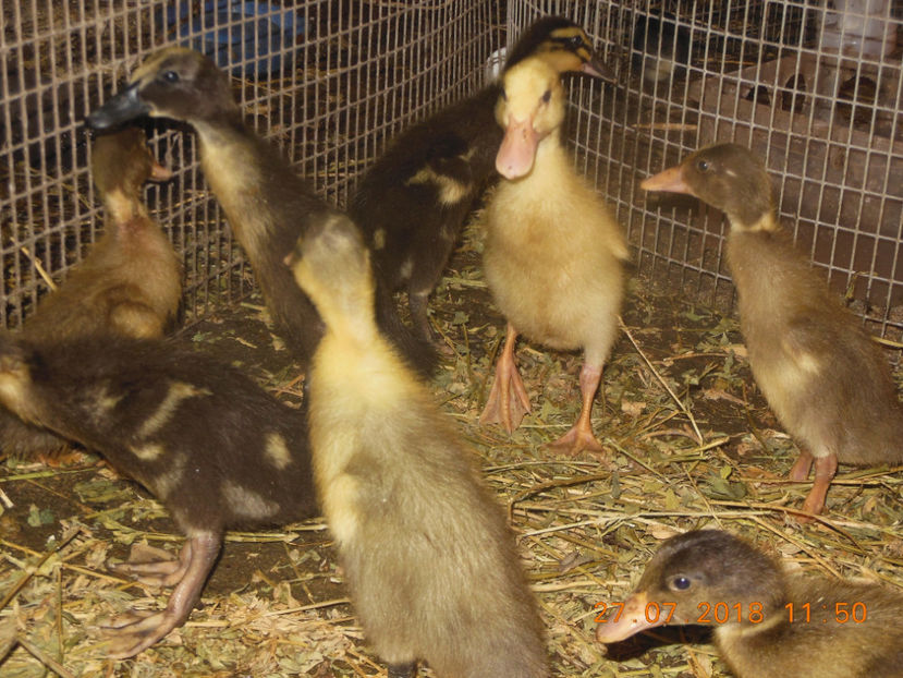  - Boboci rata alergatoare indiana 2018