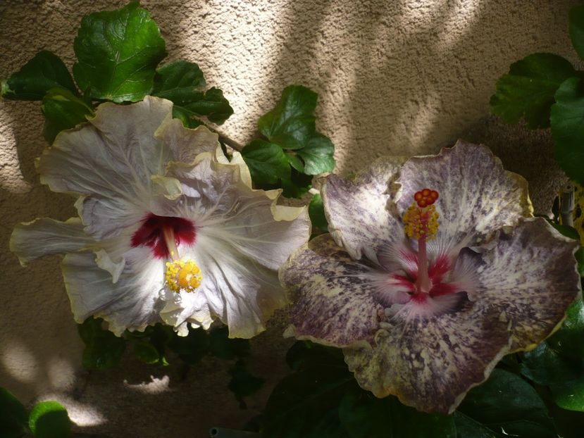 P1390029 - HIBISCUSI 2018-3