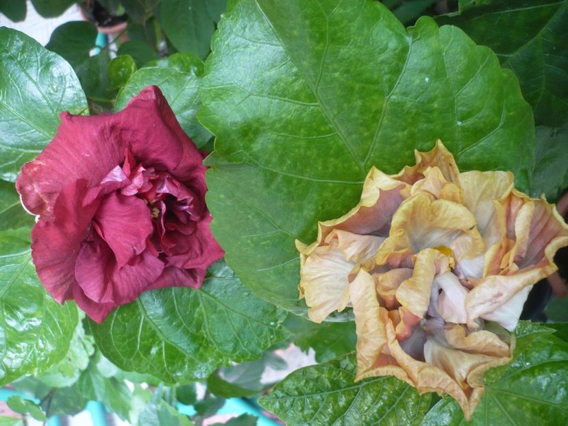 P1390031 - HIBISCUSI 2018-3