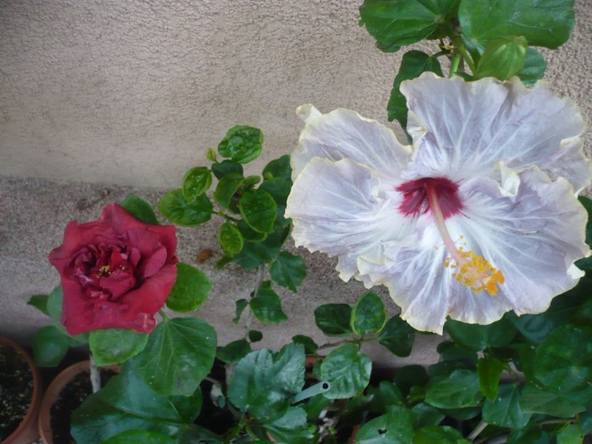 P1390032 - HIBISCUSI 2018-3