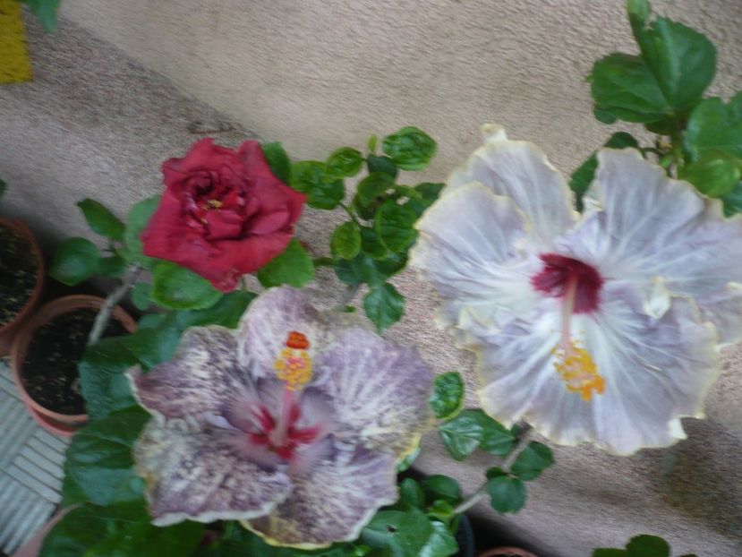 P1390035 - HIBISCUSI 2018-3