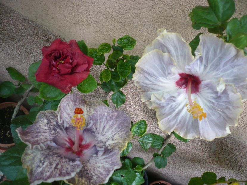 P1390036 - HIBISCUSI 2018-3