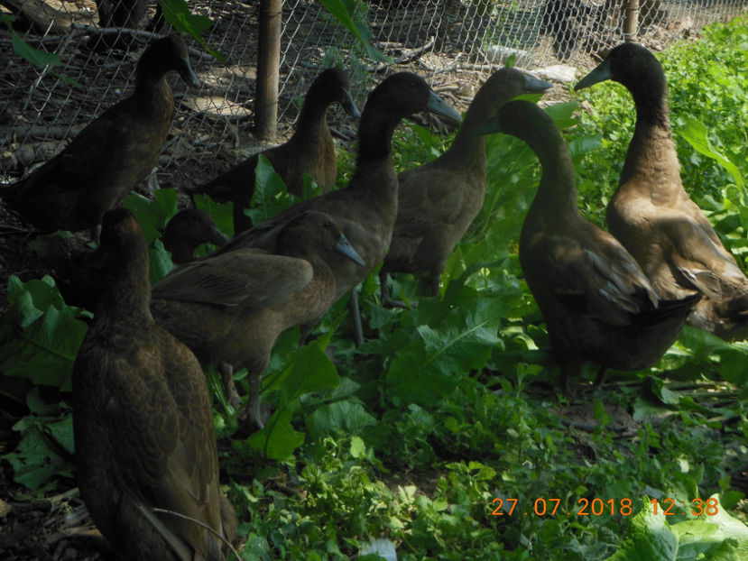  - Rate Khaki Campbell 2018