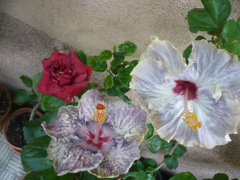 P1390038 - HIBISCUSI 2018-3