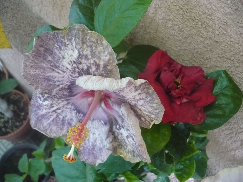 P1390039 - HIBISCUSI 2018-3