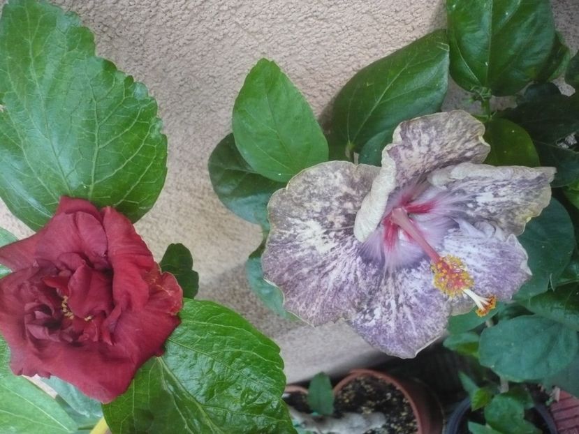 P1390041 - HIBISCUSI 2018-3