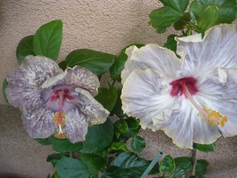 P1390043 - HIBISCUSI 2018-3