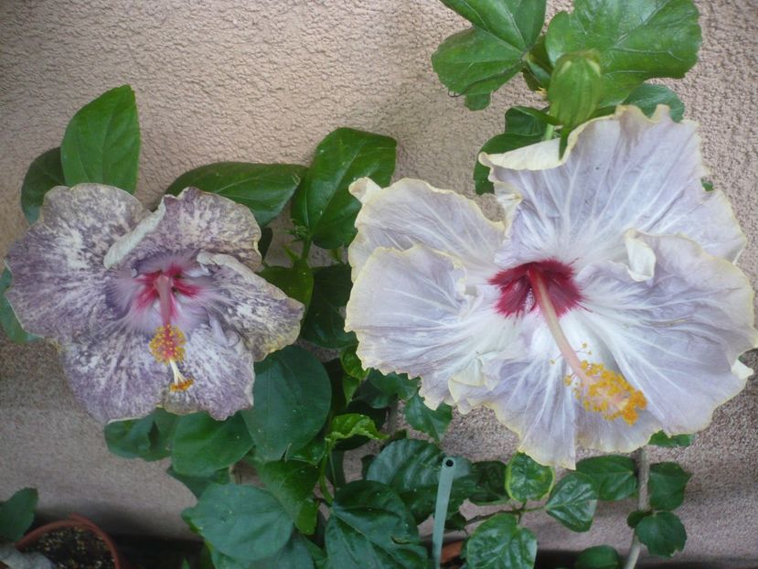 P1390042 - HIBISCUSI 2018-3