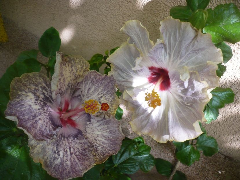 P1390030 - White Diamonds