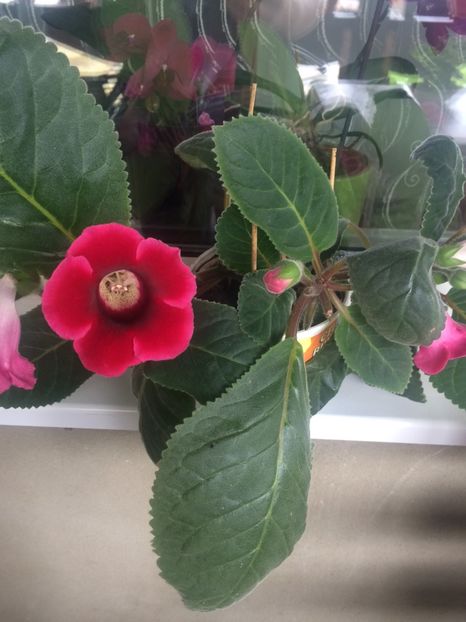 E496519D-A898-4375-A1F0-CC5D5E6F1D47 - Gloxinii 2018