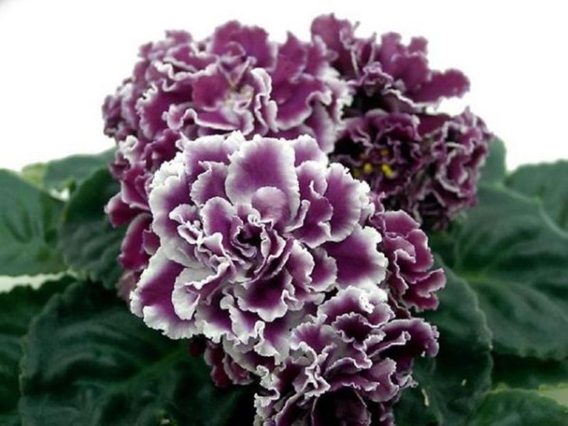 poza net - RS Duchess