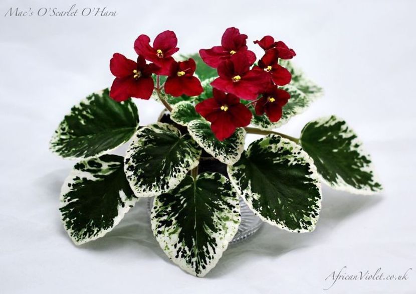 poza net - Mac s O Scarlet OHara