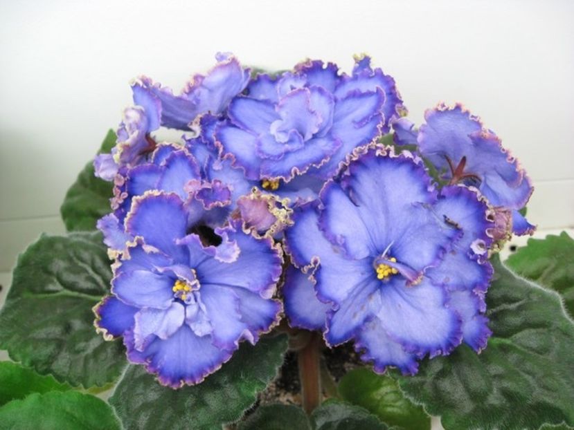 poza net - Blue Dragon