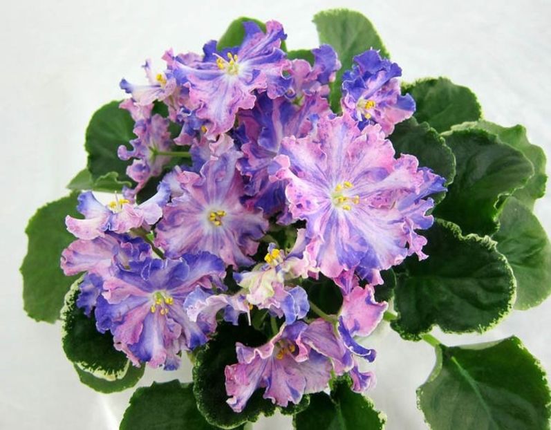 LE Siurpriz Ziny - AA Violete in colecție poze net
