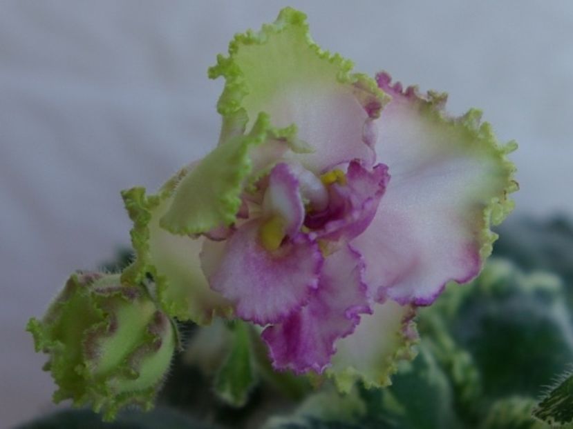 Buckeye Irish Lace - Violete