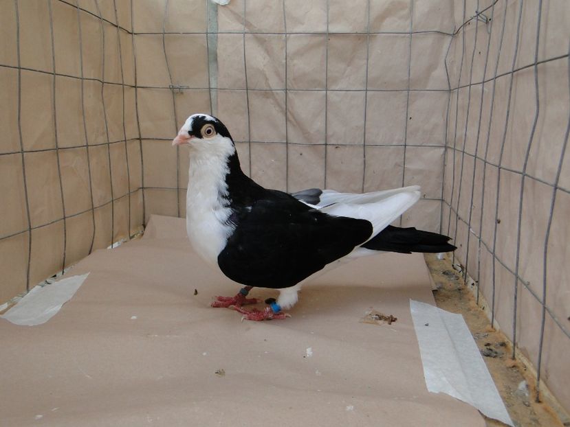 M 2018_06930 - porumbei care mi-au apartinut