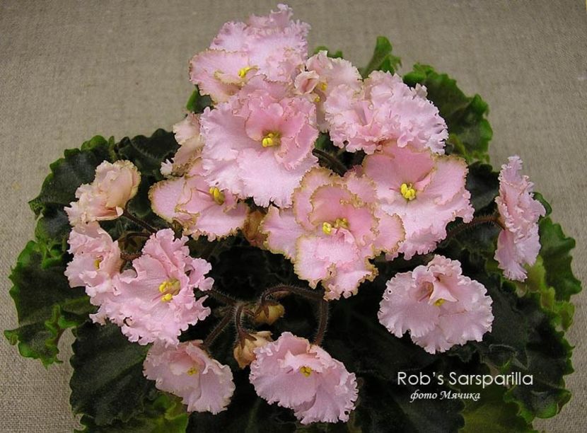 poza net - Rob s Sarsparilla