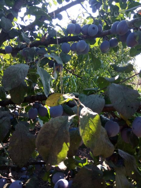  - Flori de PRIMAVARA-VARA -2018